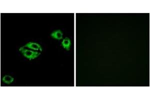 Immunofluorescence analysis of A549 cells, using NPY5R Antibody. (NPY5R anticorps  (AA 221-270))