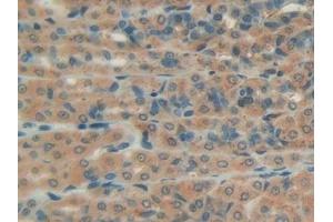 Detection of PON1 in Rat Intestine Tissue using Polyclonal Antibody to Paraoxonase 1 (PON1)