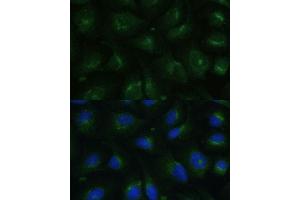 Immunofluorescence analysis of U-2 OS cells using COPG2 Polyclonal Antibody (ABIN7266425) at dilution of 1:100 (40x lens).