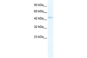 ZBP1 antibody used at 5 ug/ml to detect target protein. (ZBP1 anticorps  (Middle Region))