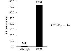 ChIP Image Cross-linked ChIP was performed with MCF-7 chromatin extract and 5 μg of either control rabbit IgG or anti-ETS2 antibody. (ETS2 anticorps  (Center))