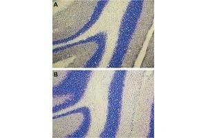 Expression of ET-A in rat cerebellum - Immunohistochemical staining of rat cerebellum using Anti-Endothelin Receptor A Antibody (ABIN7043119, ABIN7044238 and ABIN7044239) (A), and Anti-Endothelin Receptor A  Antibody preincubated with the control peptide antigen (B).