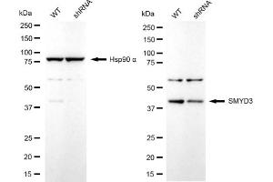 Western blotting analysis using SMYD3 antibody (ABIN7800322). (Recombinant SMYD3 anticorps)