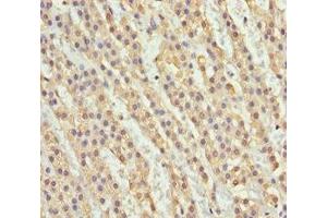 Immunohistochemistry of paraffin-embedded human adrenal gland tissue using ABIN7161754 at dilution of 1:100 (NDE1 anticorps  (AA 1-110))