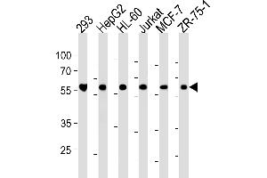 Western blot analysis in 293,HepG2,HL-60,Jurkat,MCF-7,ZR-75-1 cell line lysates (35ug/lane). (ZRSR2 anticorps  (C-Term))