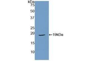 Detection of Recombinant RLN, Mouse using Polyclonal Antibody to Relaxin (RLN) (Relaxin anticorps  (AA 25-181))