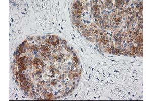 Image no. 7 for anti-BAI1-Associated Protein 2 (BAIAP2) antibody (ABIN1496805) (BAIAP2 anticorps)