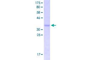 Image no. 1 for Hairy and Enhancer of Split 5 (HES5) (AA 28-121) protein (GST tag) (ABIN2565265)
