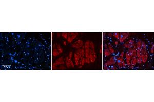 Rabbit Anti-Zfr Antibody  Catalog Number: ARP39226_P050 Formalin Fixed Paraffin Embedded Tissue: Human Adult heart  Observed Staining: Cytoplasmic Primary Antibody Concentration: 1:600 Secondary Antibody: Donkey anti-Rabbit-Cy2/3 Secondary Antibody Concentration: 1:200 Magnification: 20X Exposure Time: 0. (ZFR anticorps  (N-Term))