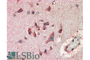 ABIN185053 (10µg/ml) staining of paraffin embedded Human Cerebral Cortex. (FBXL2 anticorps  (N-Term))