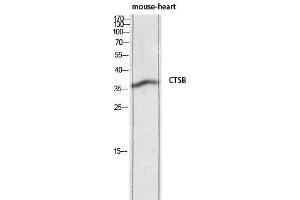 Western Blot (WB) analysis of Mouse Heart lysis using CTSB antibody. (Cathepsin B anticorps)
