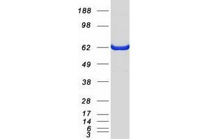Validation with Western Blot