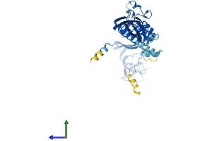 AlphaFold protein structure predicition of Mouse Recombinant P2rx4 Protein, UniprotID Q9JJX6