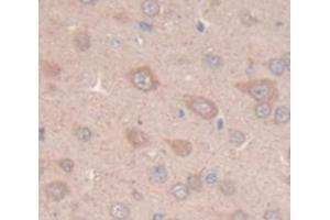 IHC-P analysis of Rat Tissue, with DAB staining. (NOS1 anticorps  (AA 9-136))