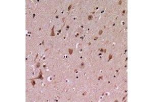 Immunohistochemical analysis of PDCD12 staining in human brain formalin fixed paraffin embedded tissue section. (AVEN anticorps  (C-Term))