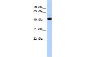 WB Suggested Anti-ATP6V1C1 Antibody Titration: 0. (ATP6V1C1 anticorps  (N-Term))