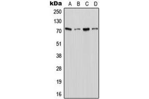Western blot analysis of XTRP2 expression in Jurkat (A), THP1 (B), Raw264. (SLC6A18 anticorps  (C-Term))
