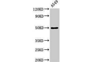 Western Blot Positive WB detected in: A549 whole cell lysate All lanes: DRD1 antibody at 3. (Dopamine Receptor d1 anticorps  (AA 338-446))