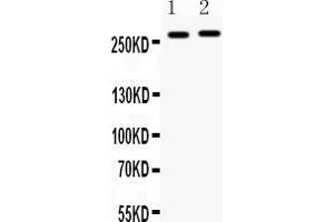 Western blot analysis of MUC3 expression in SW620 whole cell lysates ( Lane 1) and COLO320 whole cell lysates ( Lane 2). (MUC3B anticorps  (C-Term))
