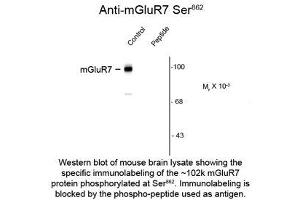 Image no. 1 for anti-Glutamate Receptor, Metabotropic 7 (GRM7) (pSer862) antibody (ABIN956746) (GRM7 anticorps  (pSer862))