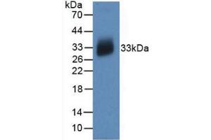 Western blot analysis of recombinant Human IL12A. (IL12A anticorps  (AA 23-219))
