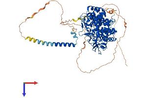 AlphaFold protein structure predicition of Human Recombinant MAN1B1 Protein, UniprotID Q9UKM7