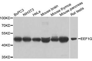 Western blot analysis of extracts of various cell lines, using EEF1G antibody. (EEF1G anticorps)