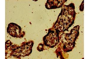 Immunohistochemistry of paraffin-embedded human placenta tissue using ABIN7146907 at dilution of 1:100
