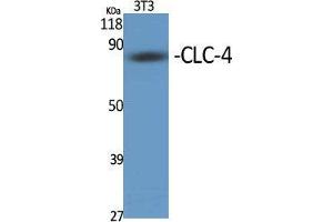 Western Blot (WB) analysis of specific cells using CLC-4 Polyclonal Antibody. (CLCN4 anticorps  (Internal Region))