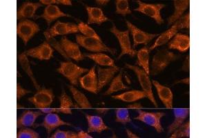 Immunofluorescence analysis of L929 cells using IFITM3 Polyclonal Antibody at dilution of 1:100. (IFITM3 anticorps)