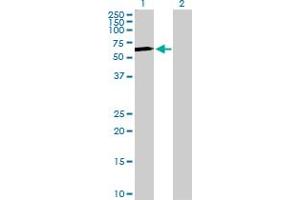 Western Blot analysis of S1PR1 expression in transfected 293T cell line by S1PR1 MaxPab polyclonal antibody.