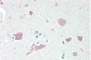 ABIN185373 (5µg/ml) staining of paraffin embedded Human Cortex. (Neuroserpin anticorps  (C-Term))