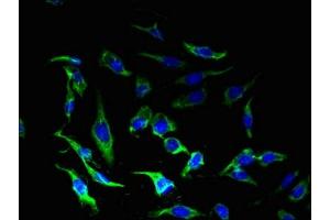 Immunofluorescent analysis of Hela cells using ABIN7148625 at dilution of 1:100 and Alexa Fluor 488-congugated AffiniPure Goat Anti-Rabbit IgG(H+L)