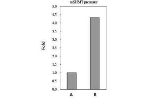 ChIP Image c-Myc antibody immunoprecipitates c-Myc protein-DNA in ChIP experiments. (c-MYC anticorps  (Center))