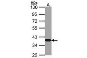 Image no. 1 for anti-Glyceraldehyde-3-Phosphate Dehydrogenase (GAPDH) antibody (ABIN467389) (GAPDH anticorps)