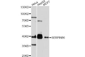 Western blot analysis of extracts of various cell lines, using SERPINB6 antibody. (SERPINB6 anticorps)