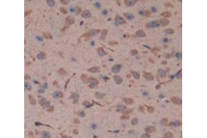 IHC-P analysis of Mouse Tissue, with DAB staining. (Fascin 2 anticorps  (AA 308-442))