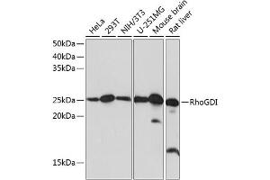 Western blot analysis of extracts of various cell lines, using RhoGDI Rabbit mAb (ABIN7269962) at 1:1000 dilution.