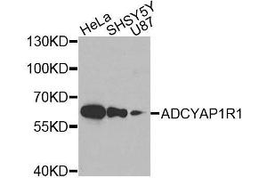 Western blot analysis of extracts of various cell lines, using ADCYAP1R1 antibody. (ADCYAP1R1 anticorps)