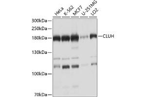 Western blot analysis of extracts of various cell lines, using CLUH antibody  at 1:1000 dilution. (CLUH anticorps  (AA 1120-1309))