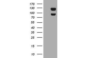 Image no. 8 for anti-Ubiquitin Specific Peptidase 7 (Herpes Virus-Associated) (USP7) antibody (ABIN1498594) (USP7 anticorps)