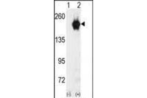 Western blot analysis of GAK (arrow) using GAK Antibody (C-term) (ABIN392633 and ABIN2842139). (GAK anticorps  (C-Term))