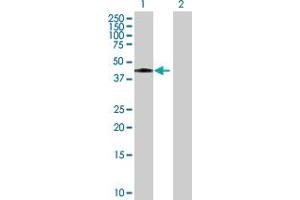 Western Blot analysis of ICAM2 expression in transfected 293T cell line by ICAM2 MaxPab polyclonal antibody.