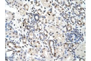 NXF3 antibody was used for immunohistochemistry at a concentration of 4-8 ug/ml to stain Epithelial cells of renal tubule (arrows) in Human Kidney. (NXF3 anticorps  (C-Term))
