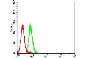 Flow cytometric analysis of Jurkat cells using ZAP70 mouse mAb (green) and negative control (red).