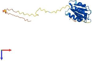 AlphaFold protein structure predicition of Mouse Recombinant Ndufaf3 Protein, UniprotID Q9JKL4