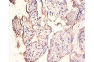 Immunohistochemistry of paraffin-embedded human placenta tissue using ABIN7151103 at dilution of 1:100