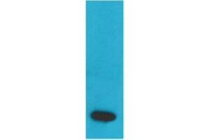 Western Blot (WB) analysis of Recombinant Human TNF a Protein with TNF alpha Mouse Monoclonal Antibody at 1:2000. (TNF alpha anticorps)