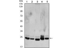 Western Blotting (WB) image for anti-Chromobox Homolog 1 (CBX1) antibody (ABIN1845962) (CBX1 anticorps)