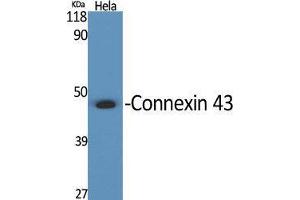 Western Blot (WB) analysis of specific cells using Connexin 43 Polyclonal Antibody.